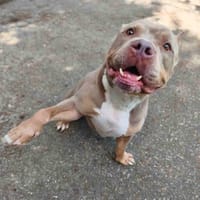APOLLO VAA, chien à adopter