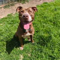 RYUK VAA, chien à adopter