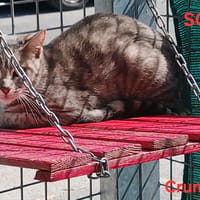 Crunch, chat à adopter