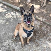 MAX VAA, chien à adopter