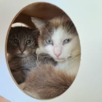 SPARROW QCT, chat à adopter