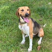 SNOW, chien à adopter
