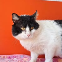 BARBOSSA QCT, chat à adopter