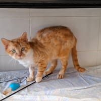 TRACE, chat à adopter