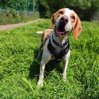 HOMER VAA, chien à adopter