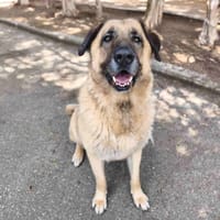 ASLAN VAA, chien à adopter