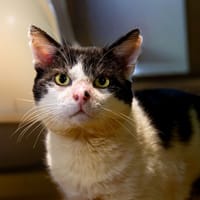 Padutou, chat à adopter
