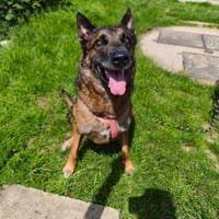 SEOUL VAA, chien à adopter