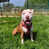 ROBERT VAA, chien à adopter