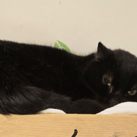 BLACKY, chat à adopter
