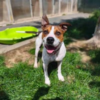 BETTY VAA, chienne à adopter