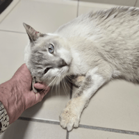 GUYZMO, chat à adopter