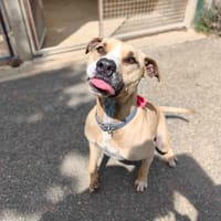 PABLO VAA, chien à adopter