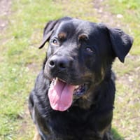 Falko, chien à adopter