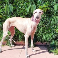 LAVANDA, chienne à adopter