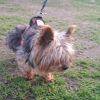 wicket, chien à adopter