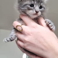 boris, chat à adopter