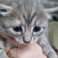 cassy, chatte à adopter