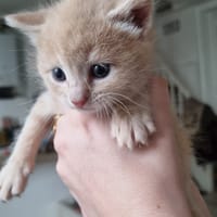 balisto, chat à adopter