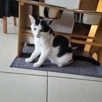 WAPY, chat à adopter
