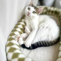 GOJO, chat à adopter