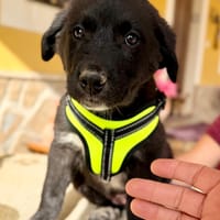MARLON (Martina), chien à adopter