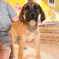 LEO (Martina), chien à adopter