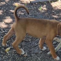 MOHANA, CHIOT FEMELLE BERGER DES CANNES NON-LOF, chienne à adopter