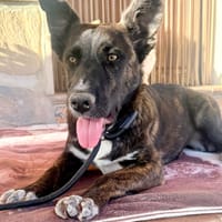 KAIA (Martina), chienne à adopter