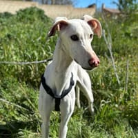 ARTICO, chien à adopter