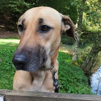 ISELA (France), chienne à adopter