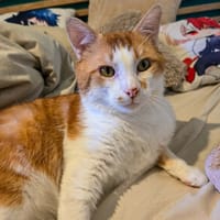 GASPARD, chat à adopter