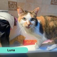 Luna, chatte à adopter