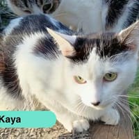 Kaya, chatte à adopter
