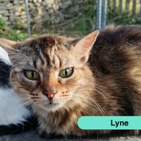 Lyne, chatte à adopter
