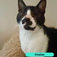 Chaitan, chat à adopter