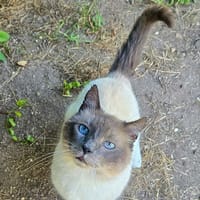 RESTA, chat à adopter