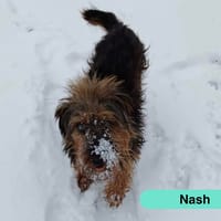 Nash, chienne à adopter