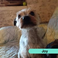 Joy, chien à adopter