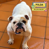 POLDA, cane femmina da adottare