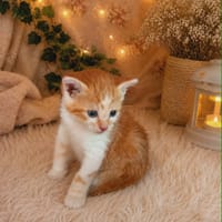 Celestin, chat à adopter