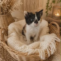 Esmeralda, chatte à adopter