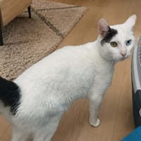 Barry, chat à adopter
