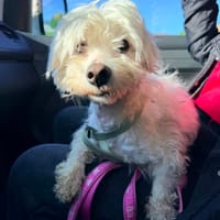 Lucky, dog to adopt