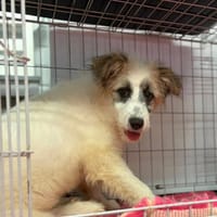 Lulu, female dog to adopt