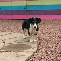 Lily, female dog to adopt