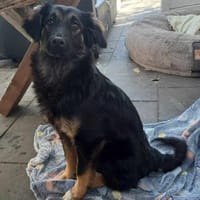 Luna - liebevolle, sensible Hündin, Hündin zur Adoption