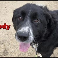 lieber großer Cody sucht sein Zuhause, Hund zur Adoption
