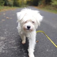 Idefix sucht Familie mit Ersthund, Hund zur Adoption