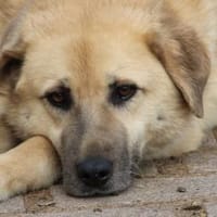 Ananda - liebenswert u. angenehm, Hündin zur Adoption
